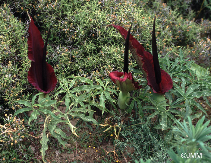 Dracunculus vulgaris